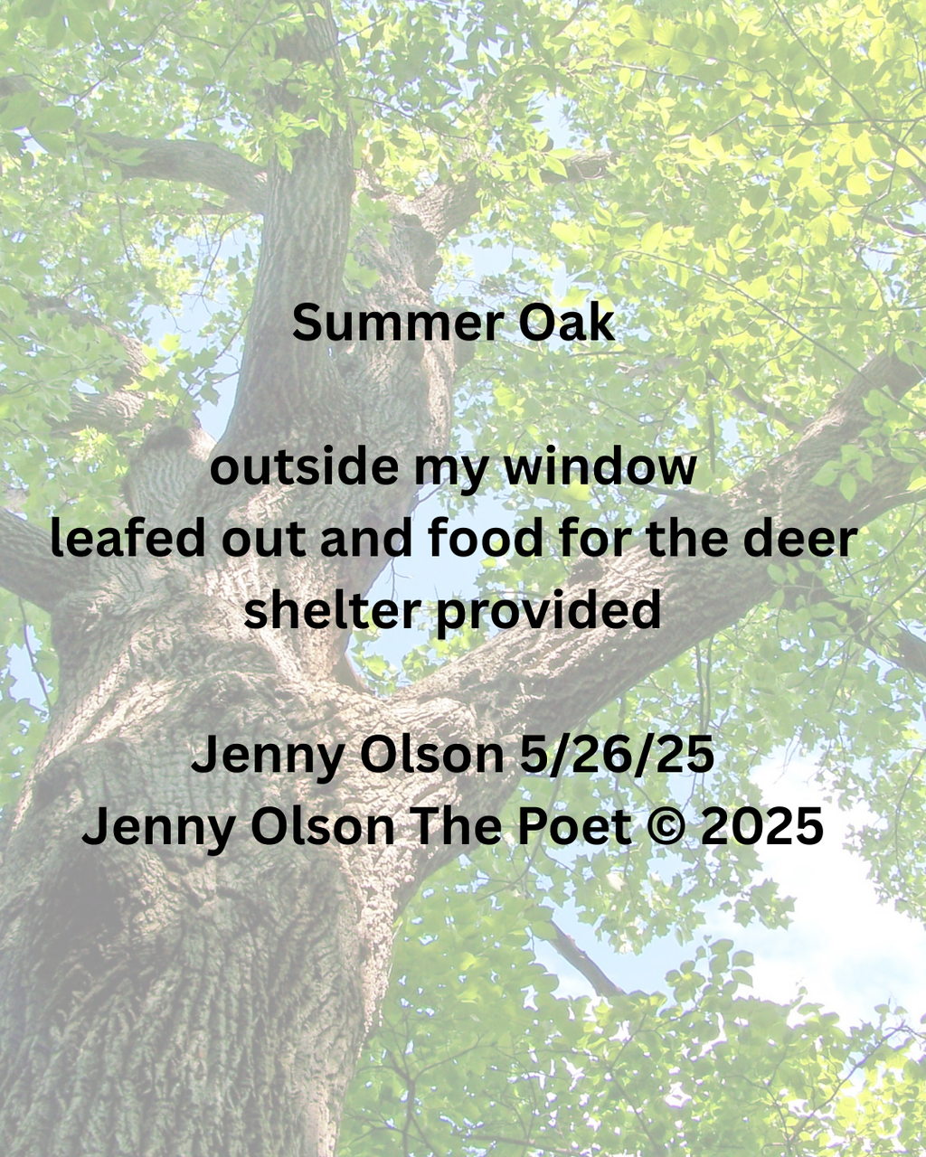 Summer-Oak.png